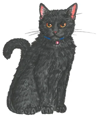 Kiwi, chatte noire aux yeux orangés avec un collier bleu