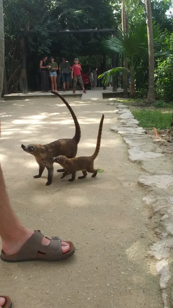 Deux coatis, un adulte et un petit, la queue dressée