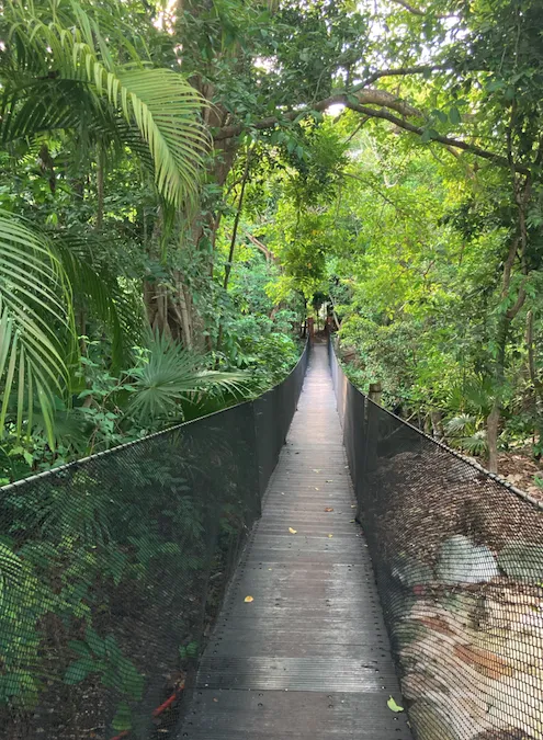 Pont suspendu au milieu de la jungle
